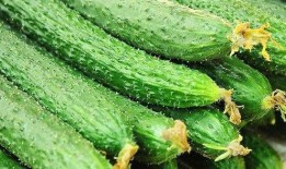 黄瓜c,揭秘黄瓜中的神秘元素